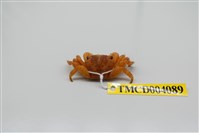 藏品(褶痕厚紋蟹)的圖片